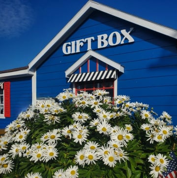 Gift Box at the Beach